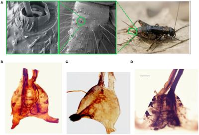 Bio-Inspired Architectures Substantially Reduce the Memory Requirements of Neural Network Models